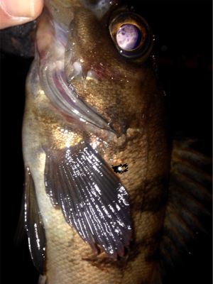 つ抜け逆ギレリベンジ