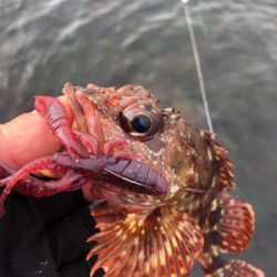 極寒ロックフィッシュ