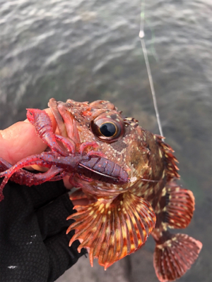 極寒ロックフィッシュ