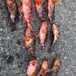 極寒ロックフィッシュin桜島