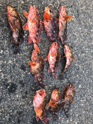 極寒ロックフィッシュin桜島