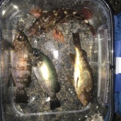 やっと風止みましたね♪