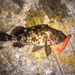 新たにポイント探し！