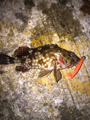 新たにポイント探し！