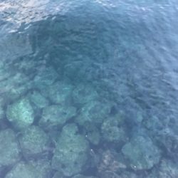 なんとかヤリイカ・・