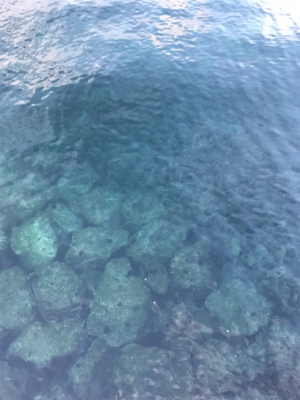 なんとかヤリイカ・・