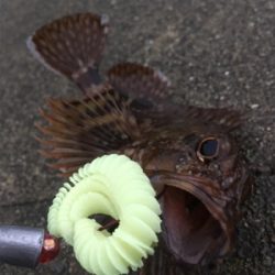 小雨の中のロックフィッシュ