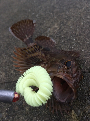 小雨の中のロックフィッシュ