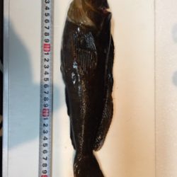 今シーズンベスト根魚!