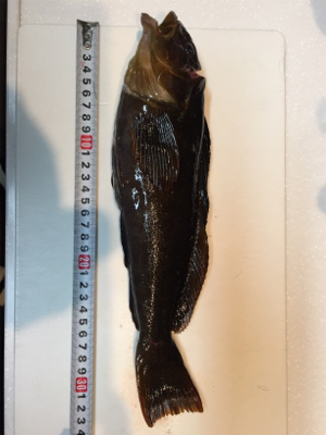 今シーズンベスト根魚!