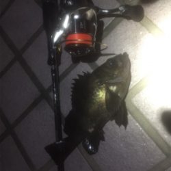 初お持ち帰りFisch