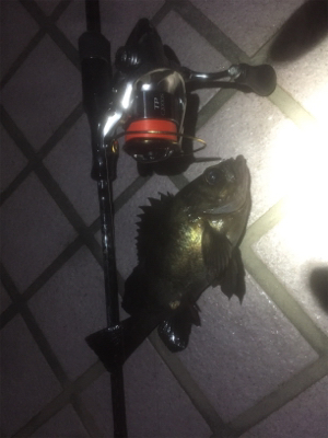 初お持ち帰りFisch