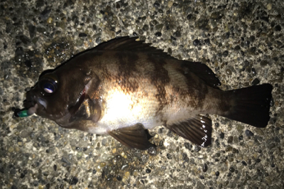 最先良いスタートが…