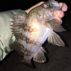 明石でメバリング