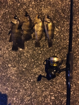 新天地を求めて