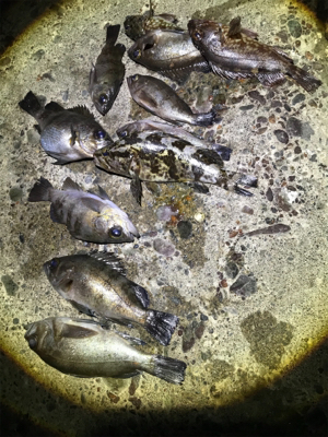 なかなか絶好調