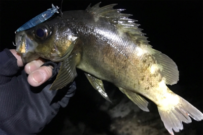 すごいゲスト！