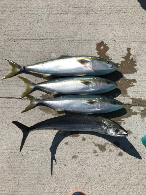 スロージギング