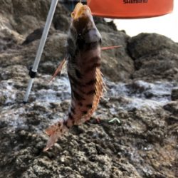 ハゲ狙い新規開拓