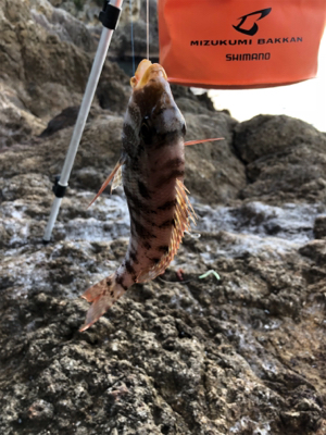 ハゲ狙い新規開拓