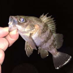 渋すぎ…メバリング