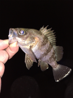 渋すぎ…メバリング