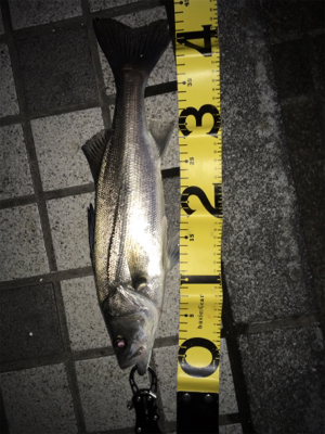 シーバス釣行①