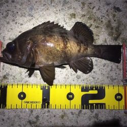 良型メバル登場