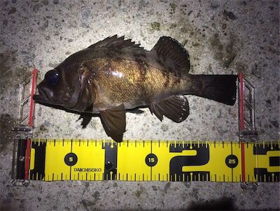 良型メバル登場