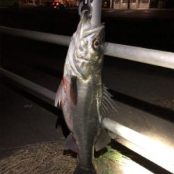 コノシロパターンでシーバス70cm