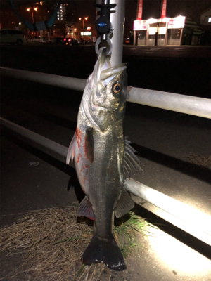 コノシロパターンでシーバス70cm