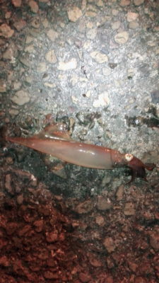 イカ釣りイカナイト