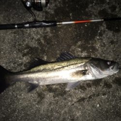 メバル狙いのはずが