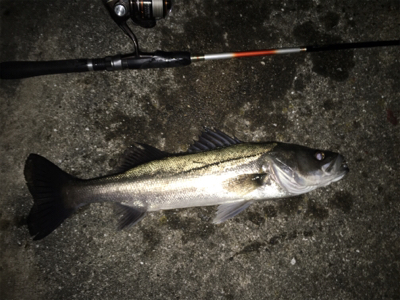 メバル狙いのはずが