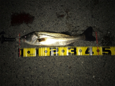 エビ撒きで、キビレ&ハネ‼︎