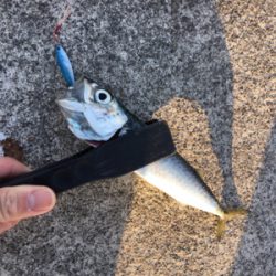 デイから夕まづめライトゲーム