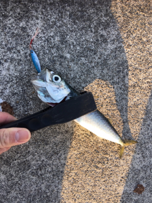 デイから夕まづめライトゲーム