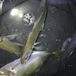 ちょっと間が空いたけどアジング〜(釣行 其の九)