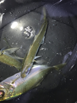 ちょっと間が空いたけどアジング〜(釣行 其の九)