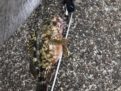 朝1時間弾丸チャレンジ