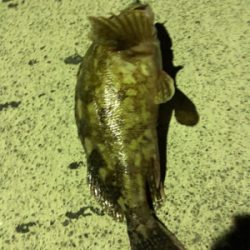 夜中のロックフィッシュ