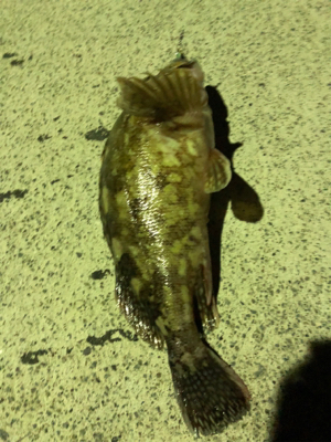 夜中のロックフィッシュ