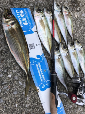 やったりましたアジング(釣行 其の拾)