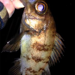 皆勤メバリング