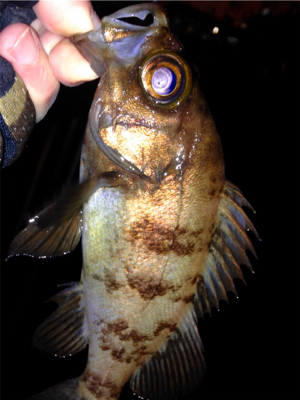 皆勤メバリング