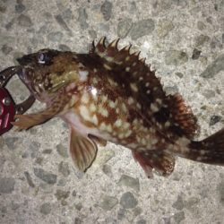 大蔵海岸でガシリング！