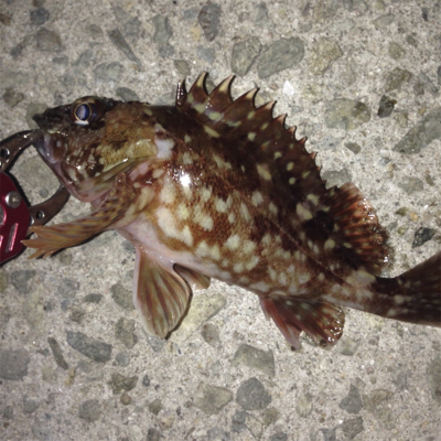 大蔵海岸でガシリング！