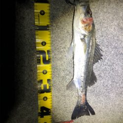 四日市シーバス