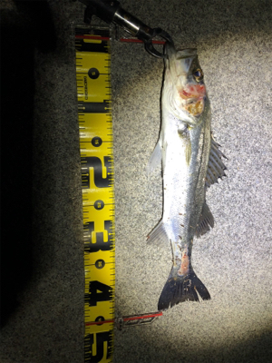 四日市シーバス