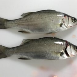 河川シーバスフィッシング